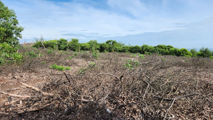 Phớt lờ cảnh báo kiểm lâm, xã vẫn quyết tâm bán hơn 2,58 ha gỗ rừng phòng hộ - Ảnh 1.