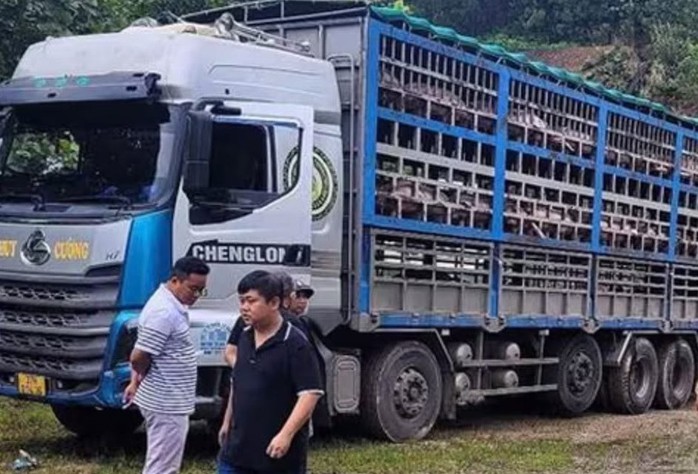 Xe tải chở 14 tấn heo bị dịch tả châu Phi đi tiêu thụ- Ảnh 1. Xe tải chở 14 tấn heo bị dịch tả châu Phi đi tiêu thụ- Ảnh 1.