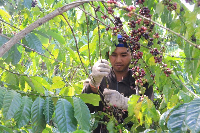 Chìa khóa phát triển bền vững ngành cà phê- Ảnh 1. Chìa khóa phát triển bền vững ngành cà phê- Ảnh 1.
