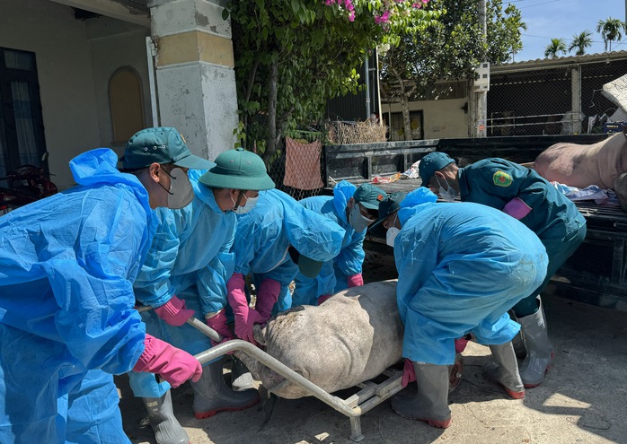 Dịch tả heo châu Phi bùng phát ở Quảng Ngãi - Ảnh 1.