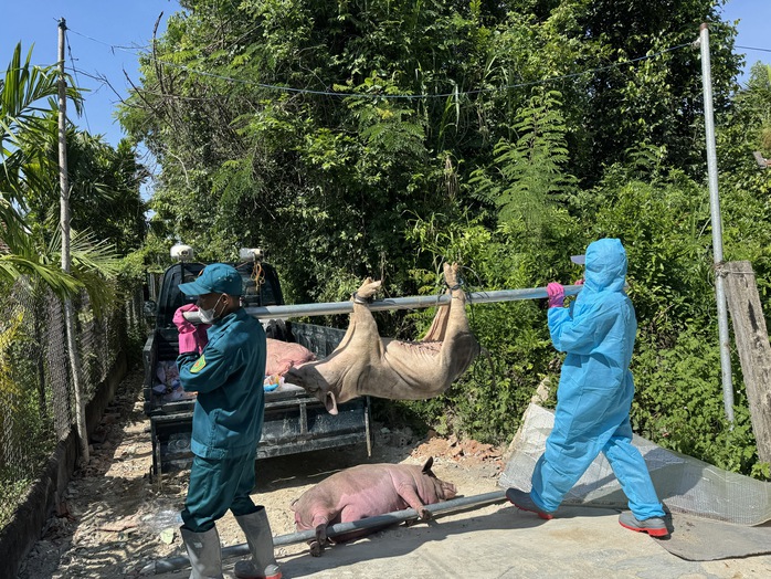 Dịch tả lợn châu Phi bùng phát, Quảng Ngãi phát thông báo đến từng hộ dân- Ảnh 1.