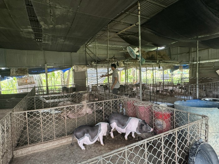 Dịch tả lợn châu Phi bùng phát, Quảng Ngãi phát thông báo đến từng hộ dân- Ảnh 2.