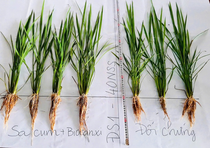 Giải mã cặp đôi “Bio và Canxi” – chìa khóa cho canh tác lúa bền vững ở ĐBSCL- Ảnh 1. Giải mã cặp đôi “Bio và Canxi” – chìa khóa cho canh tác lúa bền vững ở ĐBSCL- Ảnh 1.