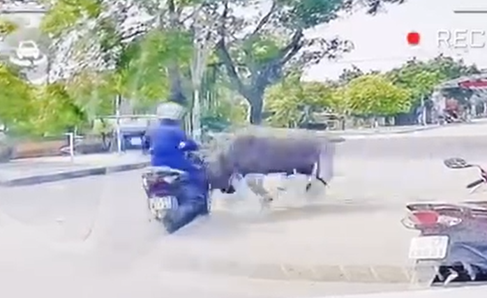 VIDEO: Trâu "điên" truy sát người phụ nữ đi xe máy trên đường- Ảnh 1. VIDEO: Trâu "điên" truy sát người phụ nữ đi xe máy trên đường- Ảnh 1.