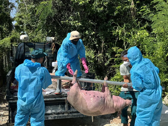 Không để dịch tả heo châu Phi bùng phát cần biện pháp phòng chống dịch kịp thời - Ảnh 1. Không để dịch tả heo châu Phi bùng phát cần biện pháp phòng chống dịch kịp thời - Ảnh 1.