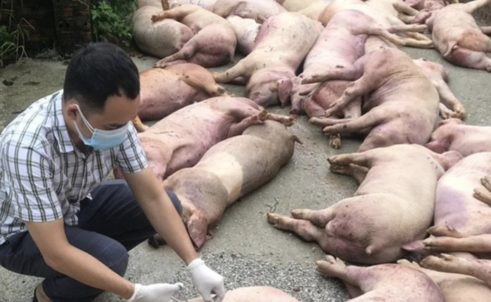 Dịch tả heo châu Phi có lây sang người?- Ảnh 1. Dịch tả heo châu Phi có lây sang người?- Ảnh 1.