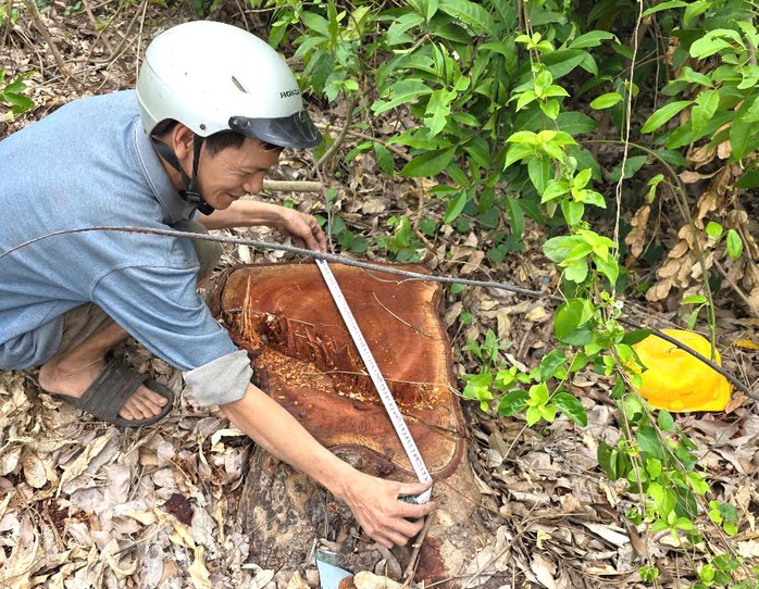 Cưa bán cây tại trụ sở trước sáp nhập: "Lộ" nhiều cây ngoài báo cáo - Ảnh 1.