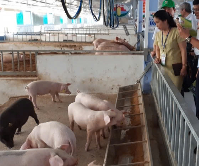 Huế khuyến cáo nóng trước tình hình dịch tả heo châu Phi lan rộng ở miền Trung- Ảnh 2. Huế khuyến cáo nóng trước tình hình dịch tả heo châu Phi lan rộng ở miền Trung- Ảnh 2.