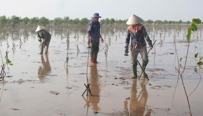 Trồng cây gây rừng lấn biển- Ảnh 2.
