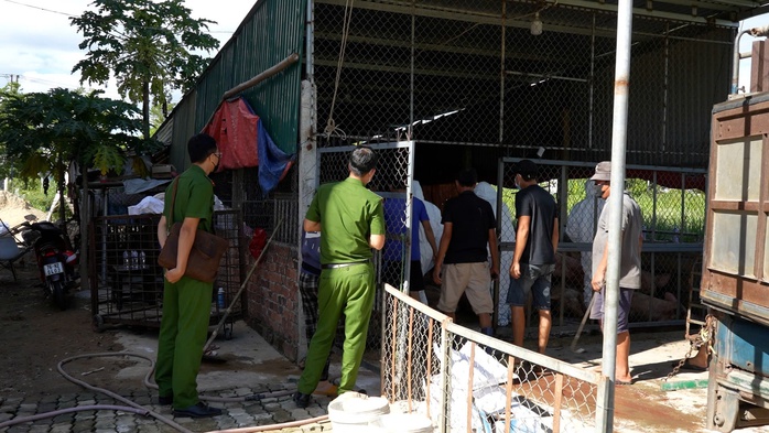 Phát hiện cơ sở thu gom heo chết vì bệnh dịch ở Quảng Ngãi chuẩn bị đưa vào miền Nam tiêu thụ- Ảnh 2.