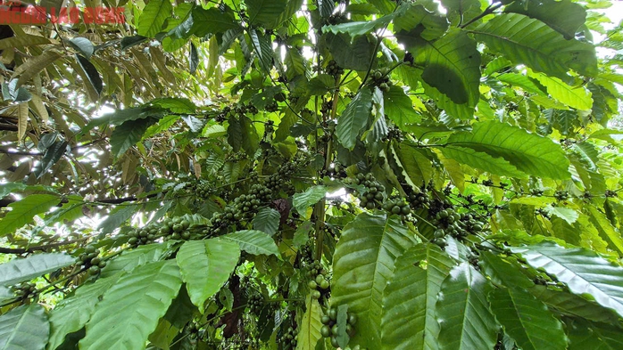 Giá cà phê hôm nay 19-7: Khép tuần trong sắc xanh- Ảnh 2.