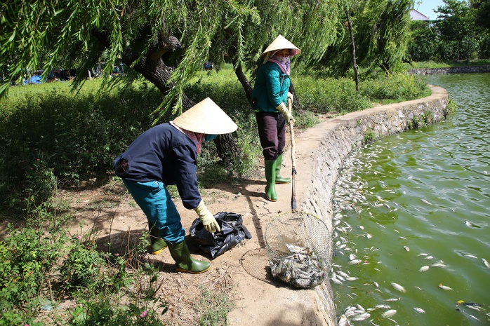 Cá chết bất thường, hồ nước giữa Đồng Hới bốc mùi suốt nhiều ngày- Ảnh 2.