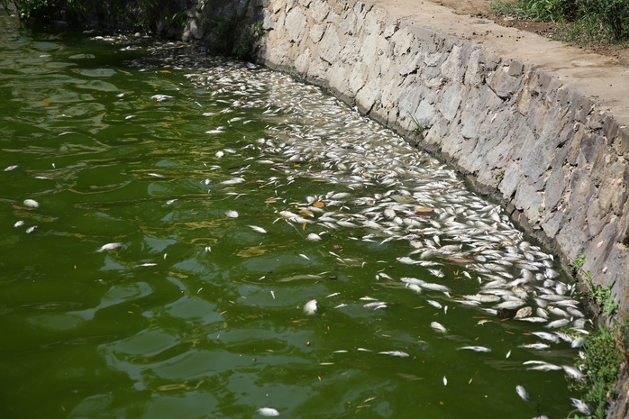Cá chết bất thường, hồ nước giữa Đồng Hới bốc mùi suốt nhiều ngày- Ảnh 5.