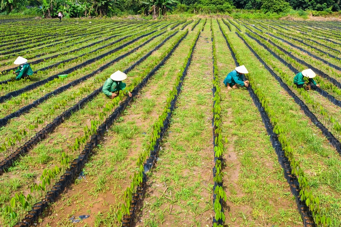 Đảng bộ VRG: Hành trình bền bỉ sáng tạo, đổi mới và vươn mình- Ảnh 2.