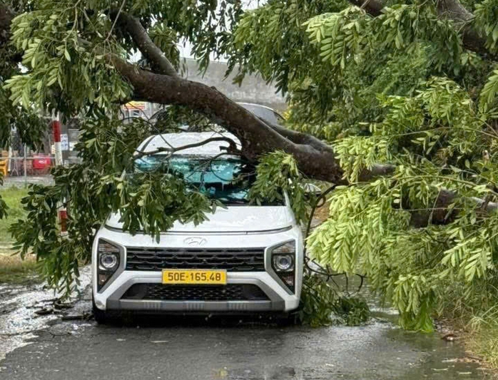 Trưa nay, gió lớn ở TP HCM, cây xanh ngã đổ nhiều nơi- Ảnh 2.