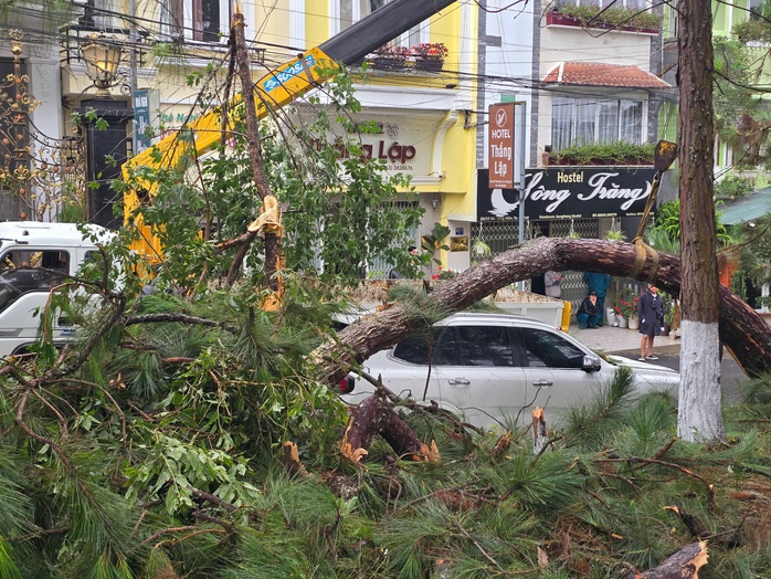 Gió mạnh khiến cây xanh đổ, ô tô hư hỏng nặng ở Đà Lạt - Ảnh 4.
