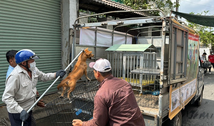 Quảng Ngãi khẩn cấp ngăn chặn ổ bệnh dại - Ảnh 1.