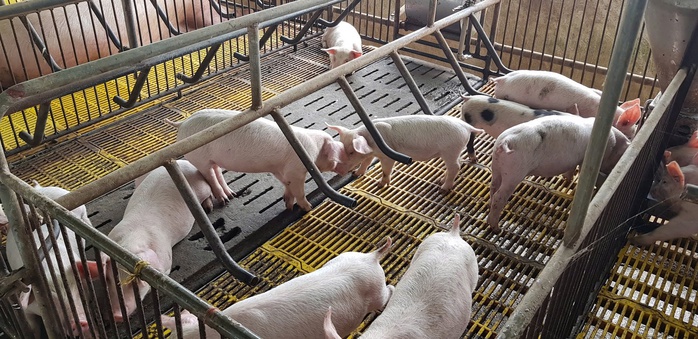 Giá heo hơi giảm sâu, người nuôi "bán tháo" né dịch- Ảnh 1.