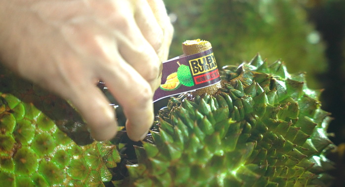 Cục Trồng trọt và Bảo vệ thực vật thông tin mới nhất về hoạt động kiểm nghiệm sầu riêng - Ảnh 1.