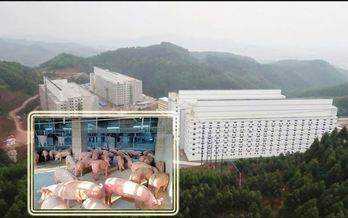 Bộ Nông nghiệp và Môi trường triển khai mô hình chung cư nuôi heo - Ảnh 1. Bộ Nông nghiệp và Môi trường triển khai mô hình chung cư nuôi heo - Ảnh 1.