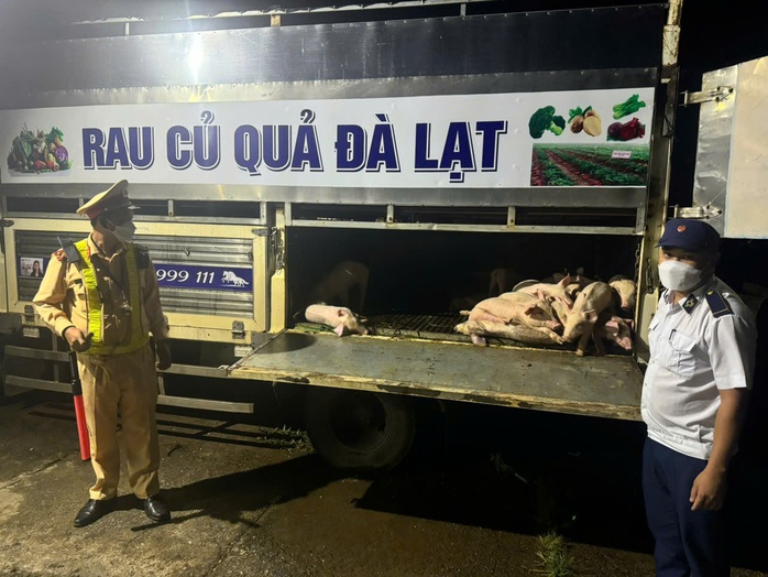 Thông tin bất ngờ về nguồn gốc 97 con heo mắc dịch tả heo châu Phi- Ảnh 1. Thông tin bất ngờ về nguồn gốc 97 con heo mắc dịch tả heo châu Phi- Ảnh 1.