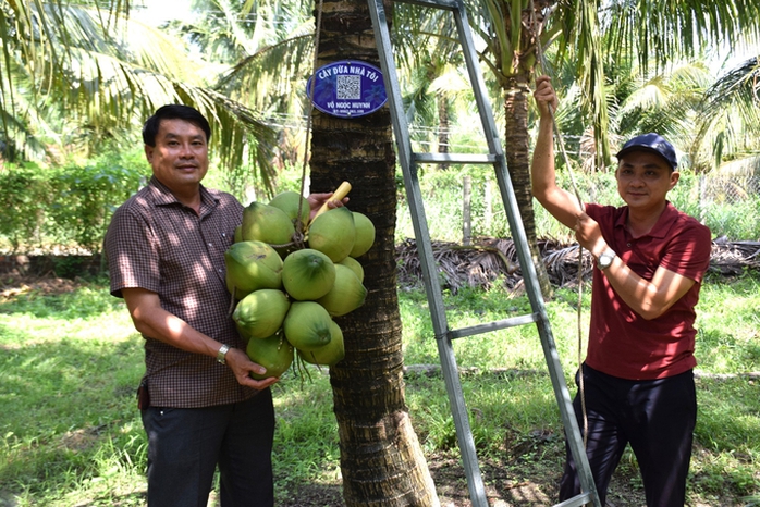 Cây dừa "lên đời"- Ảnh 1.