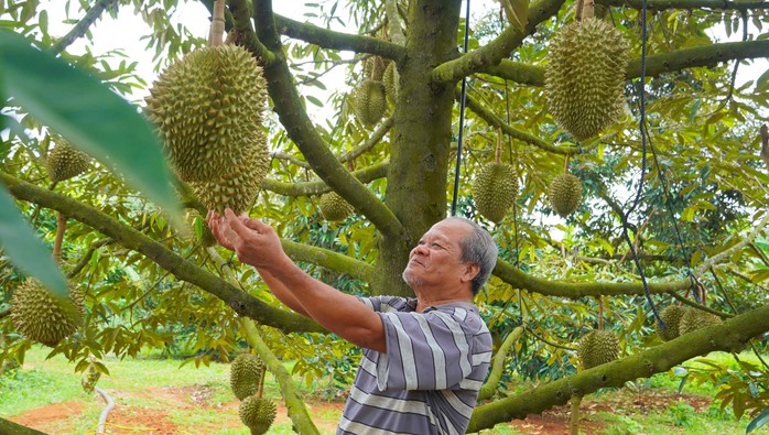 Ở nơi sầu riêng không lo... "sầu chung"- Ảnh 1.