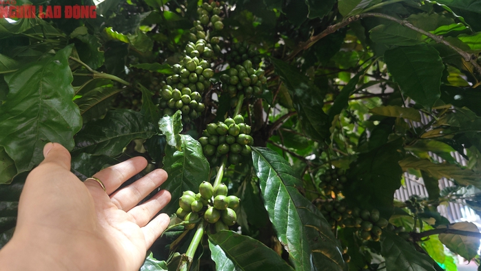 Giá cà phê hôm nay 8-7: Lao dốc, Chủ tịch VICOFA nói gì?- Ảnh 1. Giá cà phê hôm nay 8-7: Lao dốc, Chủ tịch VICOFA nói gì?- Ảnh 1.