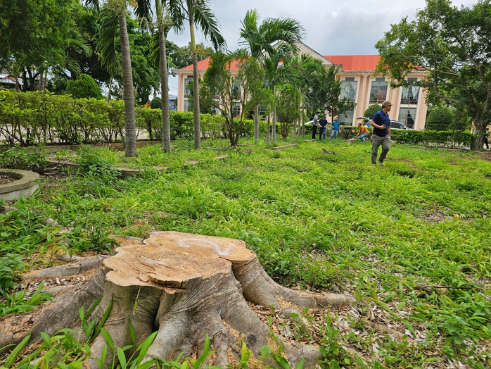 Cưa bán cây trong khuôn viên trước sáp nhập để lấy tiền... sửa trụ sở (!)- Ảnh 1. Cưa bán cây trong khuôn viên trước sáp nhập để lấy tiền... sửa trụ sở (!)- Ảnh 1.