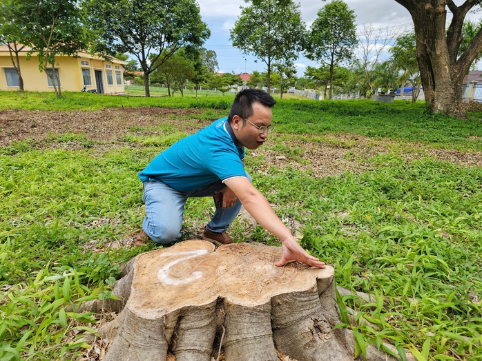 Cưa bán cây trong khuôn viên trước sáp nhập để lấy tiền... sửa trụ sở (!)- Ảnh 3. Cưa bán cây trong khuôn viên trước sáp nhập để lấy tiền... sửa trụ sở (!)- Ảnh 3.
