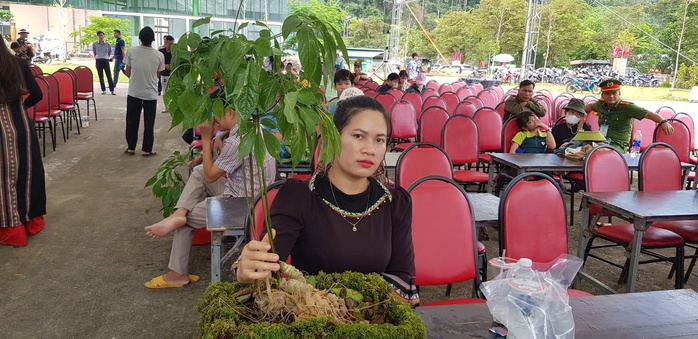 Hội thi sâm Ngọc Linh tại Đà Nẵng: Bảo tồn và phát triển kinh tế địa phương - Ảnh 2. Hội thi sâm Ngọc Linh tại Đà Nẵng: Bảo tồn và phát triển kinh tế địa phương - Ảnh 2.