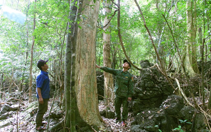 Gìn giữ rừng để bảo đảm sinh kế - Ảnh 1. Gìn giữ rừng để bảo đảm sinh kế - Ảnh 1.
