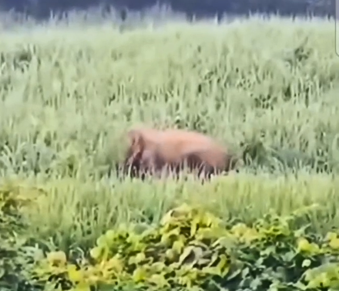 VIDEO: Voi rừng thường xuyên xuất hiện gần khu dân cư- Ảnh 2. VIDEO: Voi rừng thường xuyên xuất hiện gần khu dân cư- Ảnh 2.