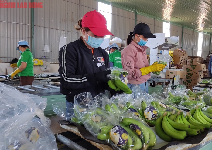 Xuất khẩu chuối sang Nhật Bản tăng trưởng thần tốc , vượt mặt chuối Philippines - Ảnh 1.