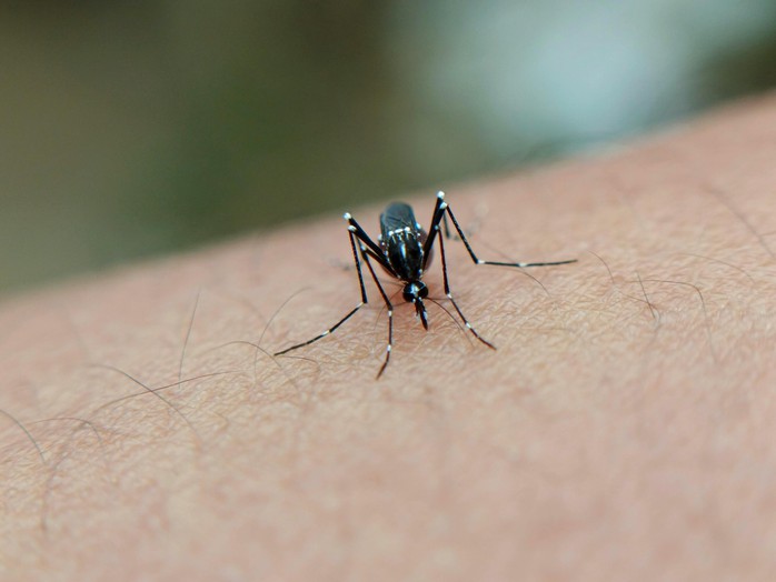 Muỗi vằn truyền bệnh Chikungunya: Việt Nam có nguy cơ? - Ảnh 2.