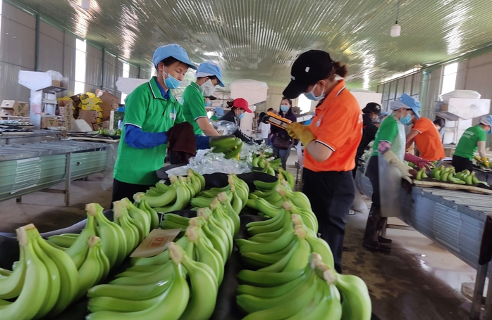 Xuất khẩu chuối Việt Nam đạt 1 tỉ USD: Giấc mơ tỉ đô đang dần thành hiện thực - Ảnh 3. Xuất khẩu chuối Việt Nam đạt 1 tỉ USD: Giấc mơ tỉ đô đang dần thành hiện thực - Ảnh 3.