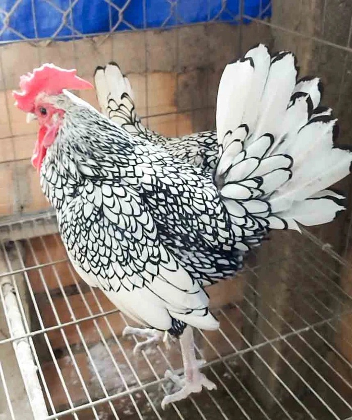 Từ thành công của "vua chim" Gia Lai đến vụ án gà lôi trắng ở Nghệ An- Ảnh 5.