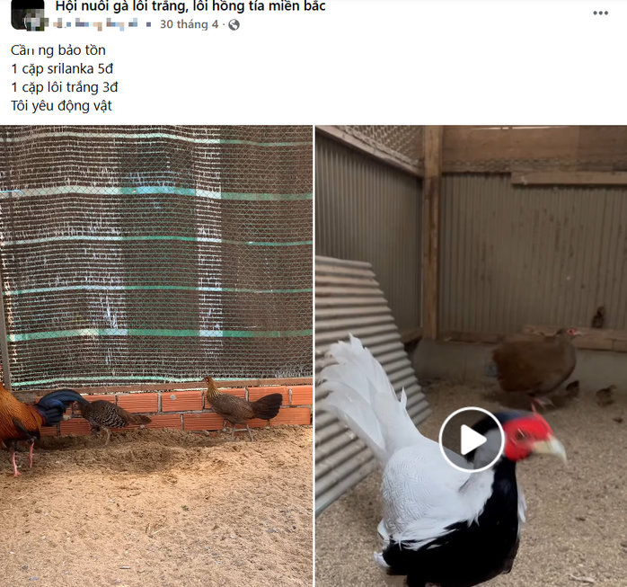 Công khai rao bán gà lôi trắng trên mạng xã hội: Nguy cơ lừa đảo tiềm ẩn - Ảnh 2.