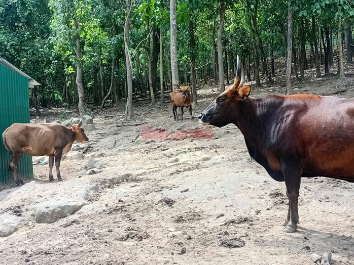 Vườn Quốc gia Núi Chúa - Phước Bình nói gì về hình ảnh lan truyền đàn bò tót lai “ốm trơ xương”?- Ảnh 3.