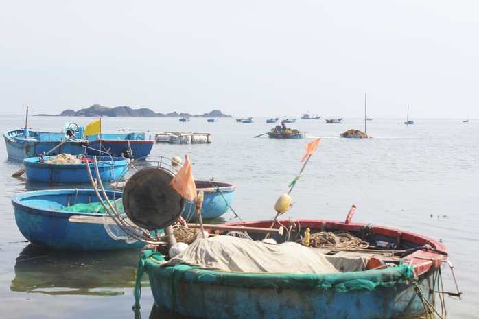 Bảo tồn rong mơ ở Vạn Tường - Ảnh 1.
