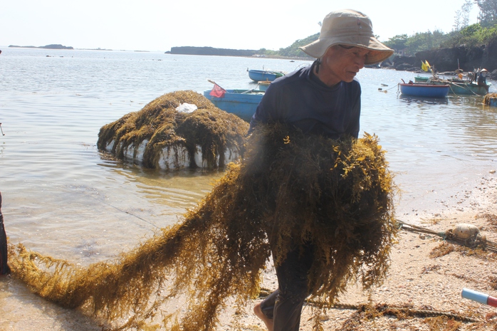 Bảo tồn rong mơ ở Vạn Tường - Ảnh 3.