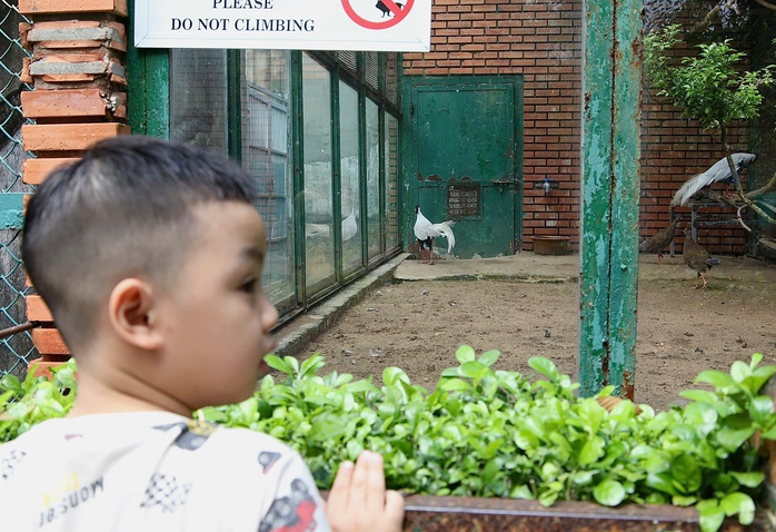 Bí mật mùa sinh sản của loài gà lôi trắng ở Thảo Cầm Viên- Ảnh 4.