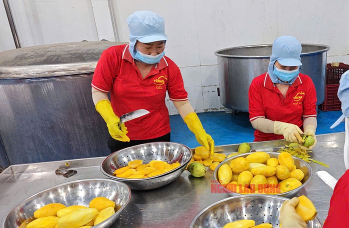 Bất ngờ về xoài Trung Quốc bán tại TP HCM với giá không hề rẻ - Ảnh 3. Bất ngờ về xoài Trung Quốc bán tại TP HCM với giá không hề rẻ - Ảnh 3.