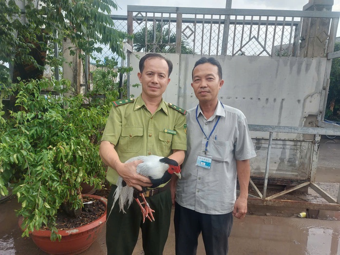 Gà lôi trắng qúy hiếm tại TP HCM được cứu hộ và nuôi dưỡng - Ảnh 1.