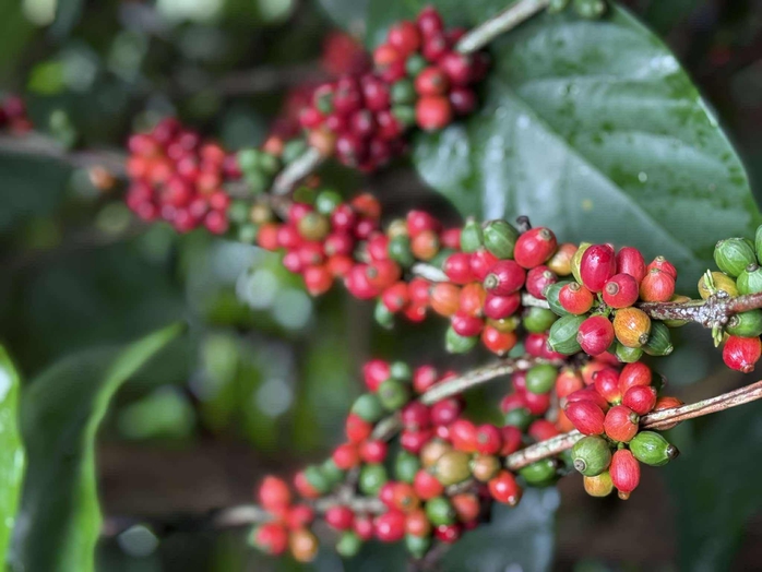 Giá cà phê hôm nay 19-8: Robusta đi lùi, thị trường Trung Quốc ra sao?- Ảnh 2. Giá cà phê hôm nay 19-8: Robusta đi lùi, thị trường Trung Quốc ra sao?- Ảnh 2.