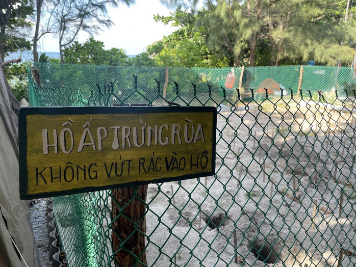 Xem rùa biển đẻ trứng và thả rùa con về biển tại Côn Đảo- Ảnh 4.