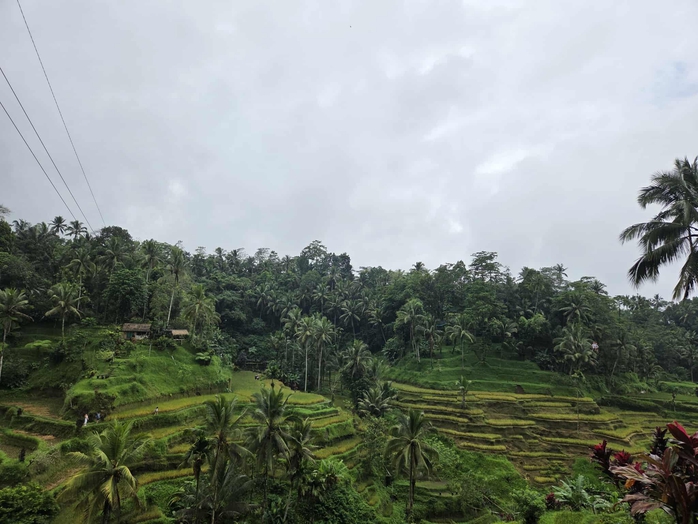 Ruộng bậc thang ở Bali có gì thu hút khách Tây đến thế?- Ảnh 3. Ruộng bậc thang ở Bali có gì thu hút khách Tây đến thế?- Ảnh 3.