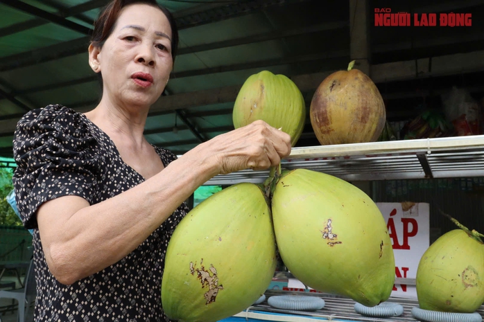 Mô hình trồng dừa sáp tại Cần Thơ mang lại thu nhập cao cho nhà vườn - Ảnh 1.