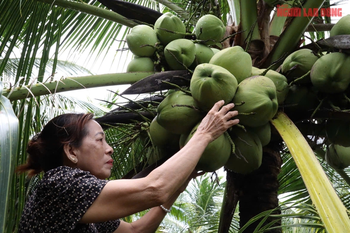 Mô hình trồng dừa sáp tại Cần Thơ mang lại thu nhập cao cho nhà vườn - Ảnh 2.