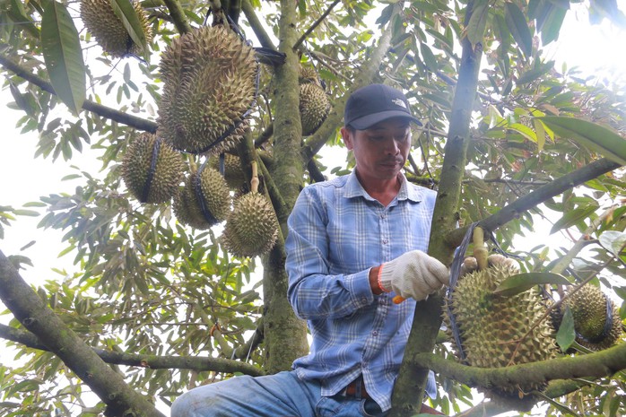 Chất lượng sầu riêng Đắk Lắk giảm mạnh trong mùa thu hoạch 2023 - Ảnh 1. Chất lượng sầu riêng Đắk Lắk giảm mạnh trong mùa thu hoạch 2023 - Ảnh 1.
